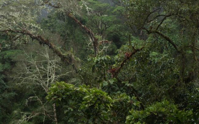 Frédéric-Demeuse-montane-cloud-forest-Panama