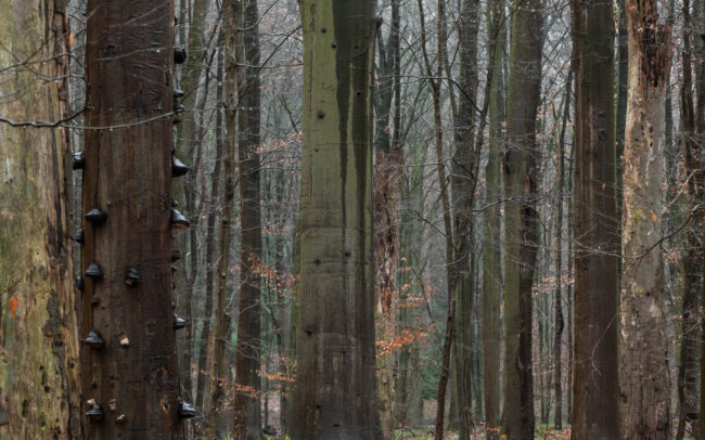 Frederic Demeuse-photography-Sonian-Forest-primeval-forest-Unesco-stie