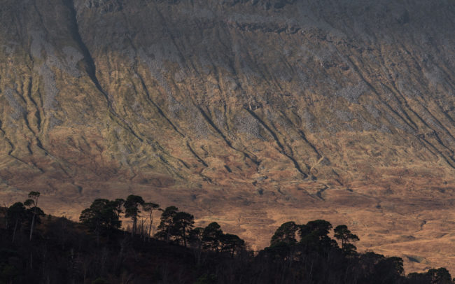 Frederic-Demeuse-tree-photography-Glencoe