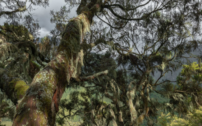 Frédéric-Demeuse-tree-tropical-Rwenzori