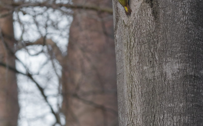 Frédéric-Demeuse-wildlife-photographer-green-woodpecker-pic-vert