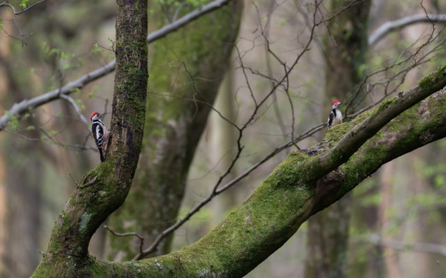 Frederic-Demeuse-wildlife-photography-Dendrocoptes-medius-middle-spotted-woodpecker