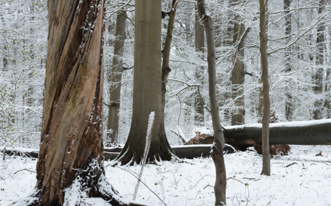 Frederic-Demeuse-Sonian-Forest-Unesco-site-winter