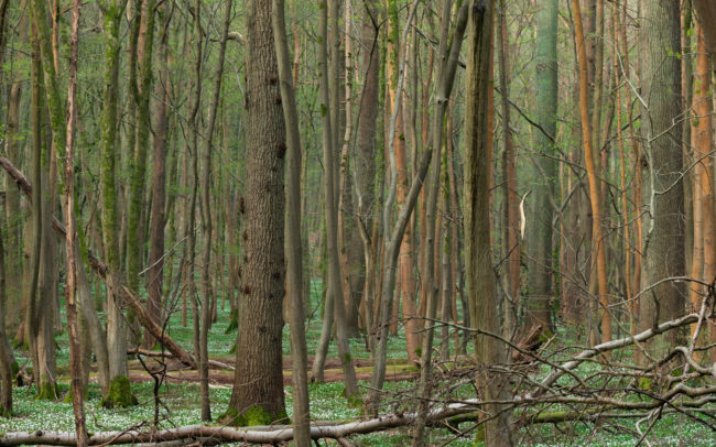 Frédéric Demeuse-forest-photography-trees-foret-de-soignes