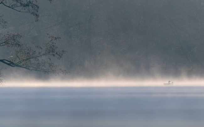 Frederic-Demeuse-nature-photography-bird-photography