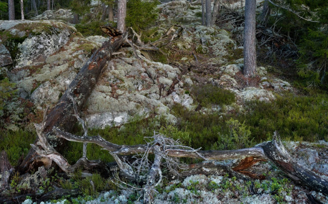 Frédéric Demeuse-primeval-forest-photography-Lapland-Sweden
