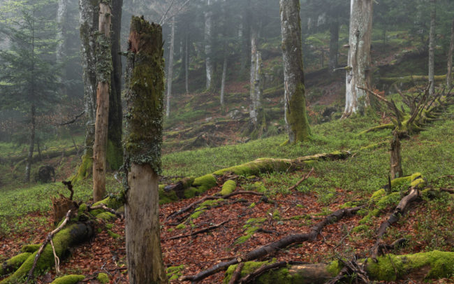 Frédéric Demeuse-primeval-forest-photography-2