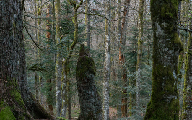 Frédéric Demeuse-primeval-forest-photography copie 4
