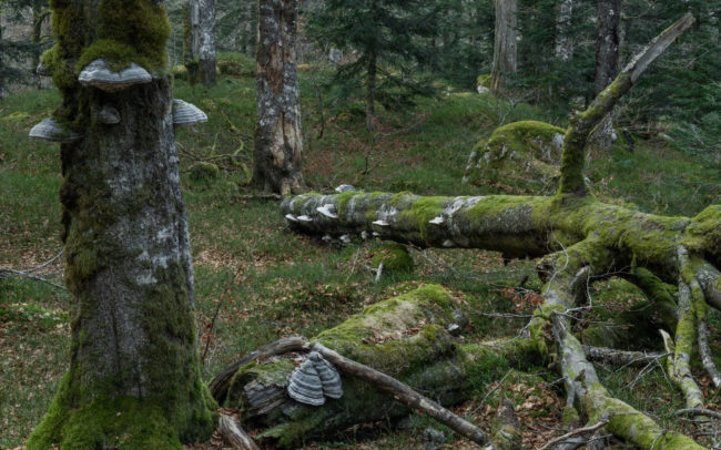 Frédéric Demeuse-primeval-forest-photography copie