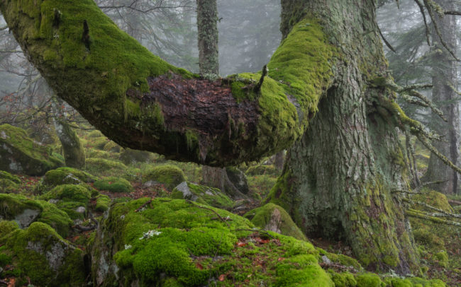 Frédéric Demeuse-primeval-forest-photography-fir
