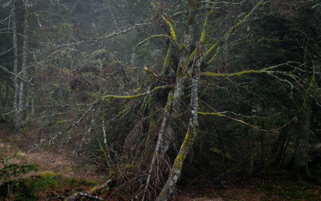 Frédéric Demeuse-primeval-forest-photography-tree
