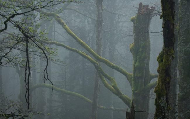 Frédéric Demeuse-primeval-forest-photography-tree-beech