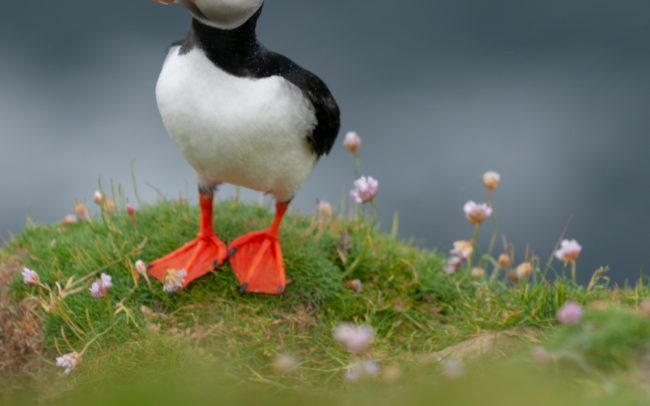 Frederic-Demeuse-wildlife-photographer-puffin