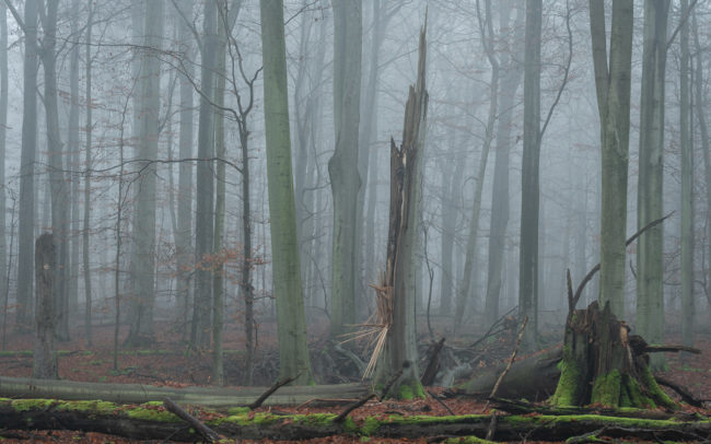 Frédéric Demeuse-Primeval-forest-Sonian Unesco site- winter