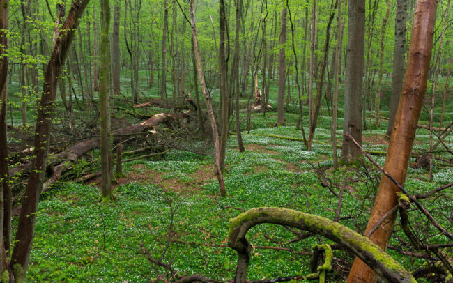 Frédéric-Demeuse-Sonian-Forest-Unesco-site-riparian-forest