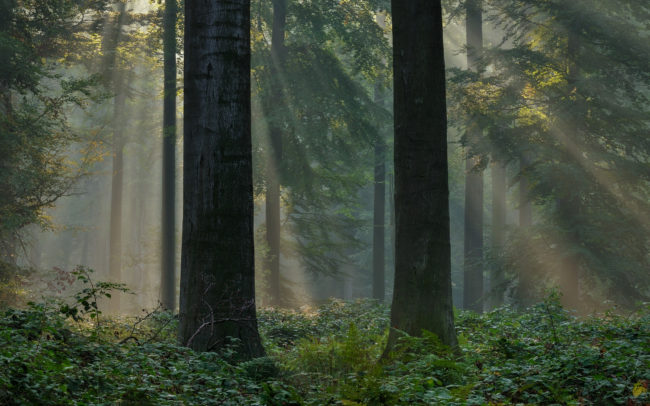 Frederic-Demeuse-Sonian-Forest-hetraie-Foret-de-Soignes