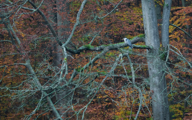 Frédéric-Demeuse-foret-de-soignes-Sonian-Forest-Unesco-2 copie