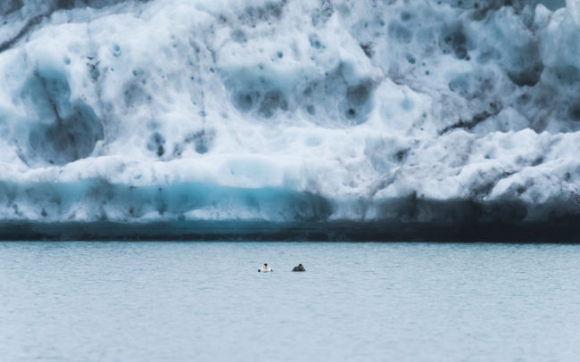 Frédéric Demeuse-nature-photography-Landmannalaugar-Eiders-Iceland