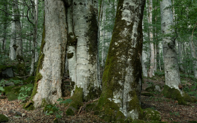 Frédéric Demeuse-photography-primary-forest-Biogradska-Gora-Montenegro