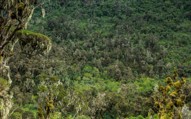 Frédéric-Demeuse-photography-primeval-forest-Rwenzori-mountain-Africa