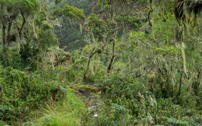 Frédéric-Demeuse-primary-forest-photography-Rwenzori