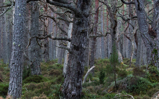 Frederic-Demeuse-wild-Scotland-Abernethy-caledonian-pine-forest