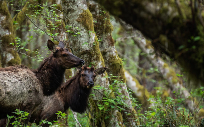 Frédéric-Demeuse-wildlife-photographer-Roosevelt-elk