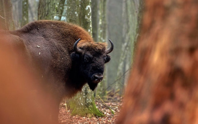 Frédéric-Demeuse-wildlife-photographer-nature-photography-bison-europe-bialowieza-2