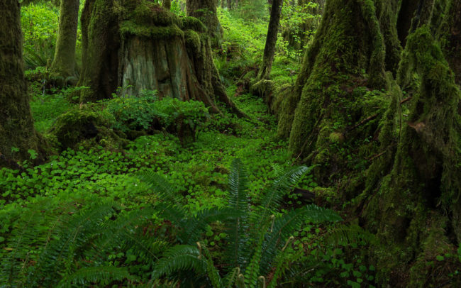 Frédéric-Demeuse-Forest-photography-Temperate-rainforest-Queets