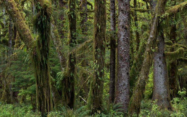 Frédéric Demeuse-Old-growth-temperate-rainforest