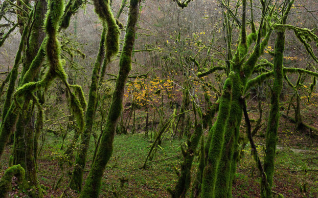 Frédéric-Demeuse-Photography-natural-forest-forgotten-place-Valbois-Doubs