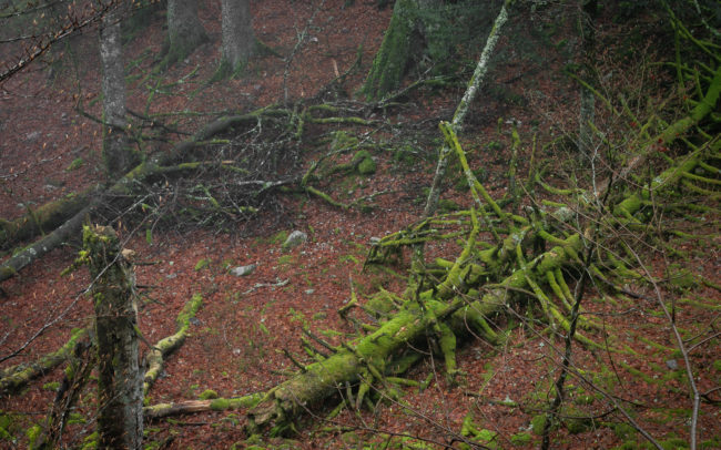 Frédéric-Demeuse-Photography-primary-forest-natural-forest-photography