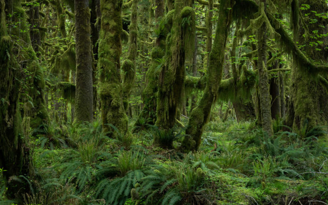 Frédéric-Demeuse-Quinault-Rainforest