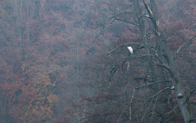 Frederic Demeuse Sonian Forest Unesco-8 copie