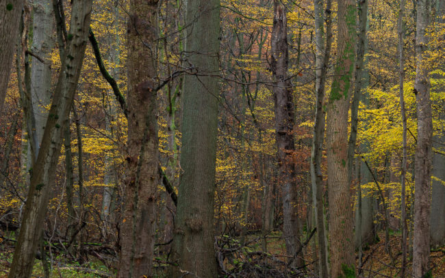Frédéric-Demeuse-forest-Photography