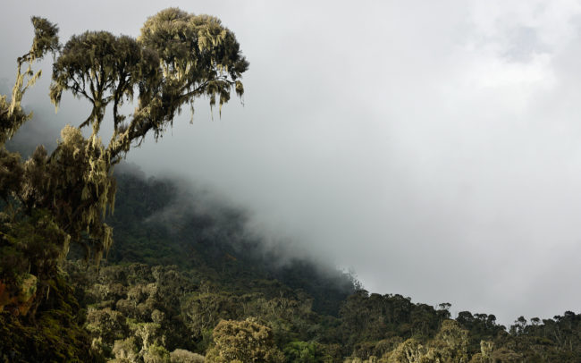 Frederic-Demeuse-forest-photography-5