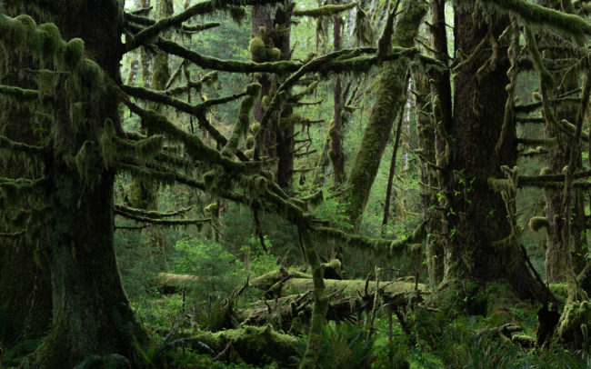 Frederic-Demeuse-forest-photography-temperate-Queets-rainforest-olympic-peninsula