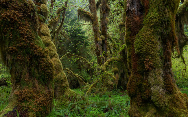 Frédéric-Demeuse-forest-photography-temperate-rainforest