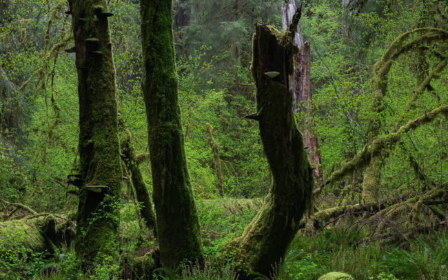 Frédéric-Demeuse-forest-photography-temperate-rainforest-Quinault