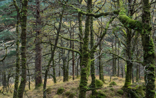 Frédéric-Demeuse-photographer-Ariundle-rainforest-Scotland