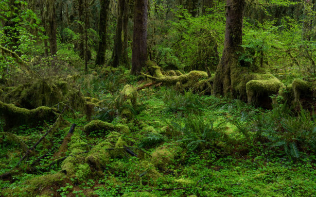 Frédéric-Demeuse-photographer-Queets-rainforest-3