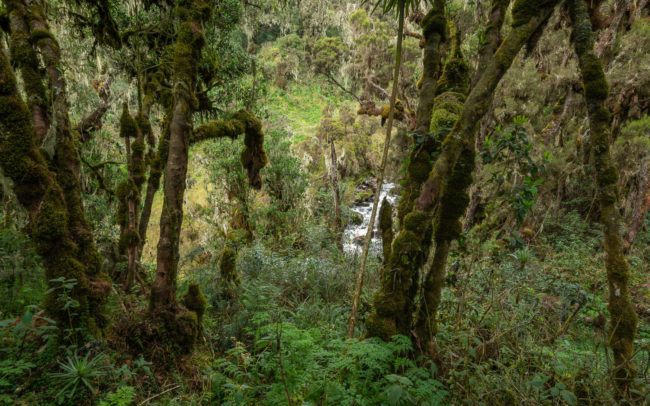 Frédéric-Demeuse-photographer-Rwenzori-mountains