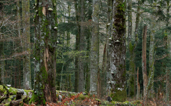 Frédéric Demeuse-photography-Carpathan-mountains