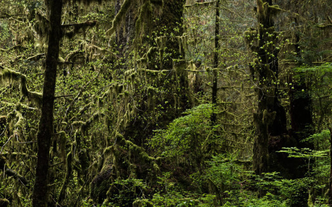Frédéric-Demeuse-photography-temperate-rainforest-Hoh-Rainforest