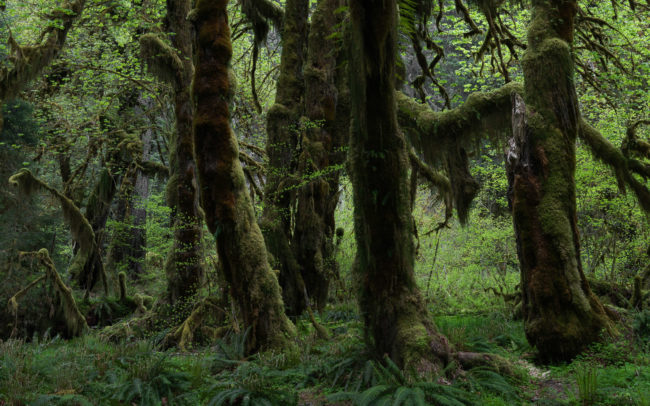 Frédéric-Demeuse-photography-temperate-rainforest-Hoh-Rainforest