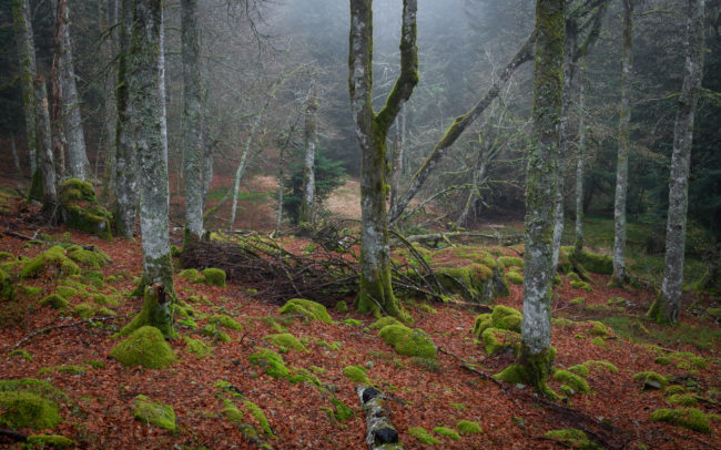 Frédéric Demeuse-primeval-forest-photography