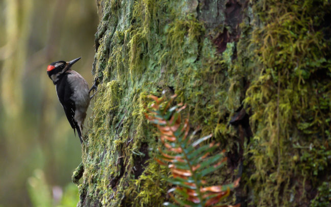 Frédéric-Demeuse-wildlife-photographer-Hairy-woodpecker