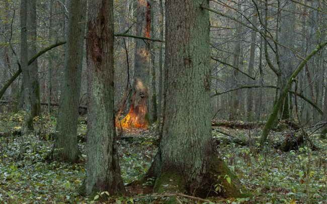 Frederic-Demeuse-Bialowieza-Forest-Poland