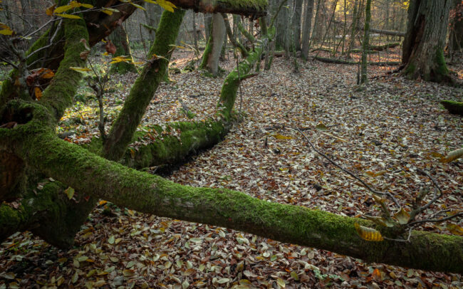 Bialowieza-Forest-Biosphere-reserve-autumn