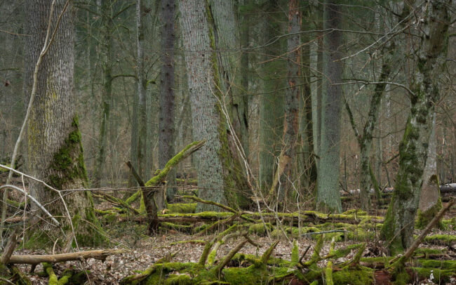 Bialowieza-Forest-Biosphere-reserve-winter